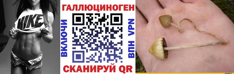 Псилоцибиновые грибы Psilocybe  Купить закладки  Тара 